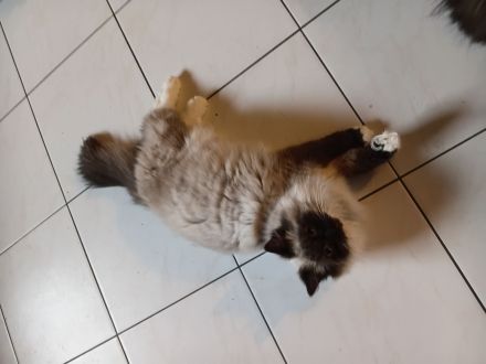 Barney und Peppels möchten zusammen bleiben!!