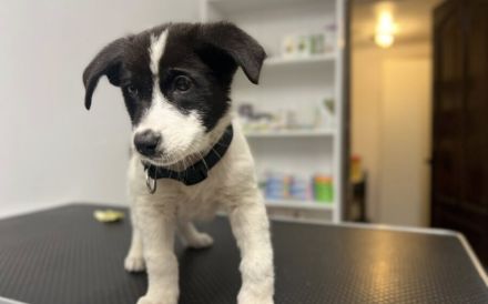 Kleine Kämpferin Mila sucht großes Herz