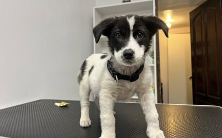 Kleine Kämpferin Mila sucht großes Herz