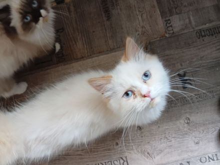 Wunderschöne Kitten