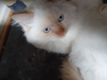 Wunderschöne Kitten