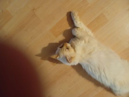 Wunderschöne Kitten