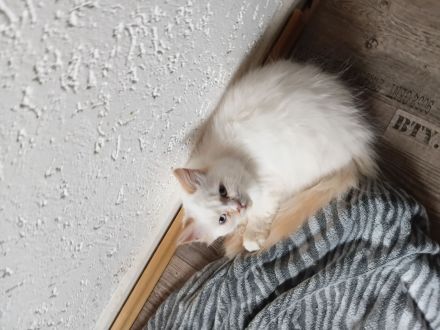 Wunderschöne Kitten