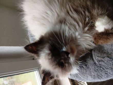 Wunderschöne Kitten