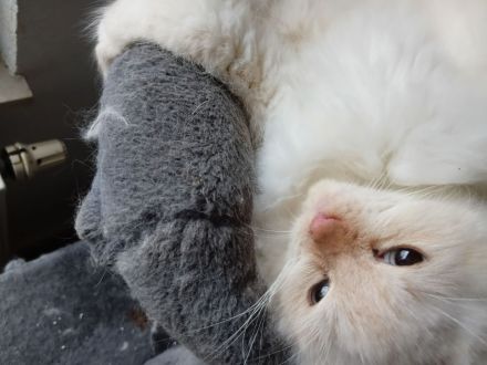 Wunderschöne Kitten