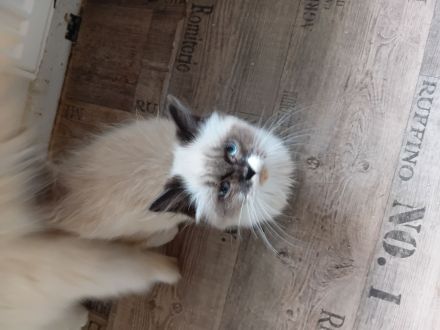 Wunderschöne Kitten