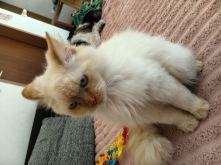 Wunderschöne Kitten