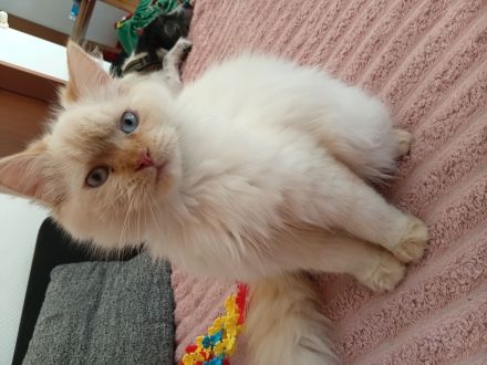 Wunderschöne Kitten