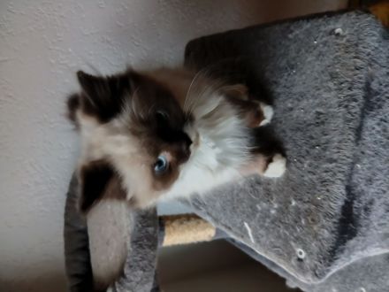 Wunderschöne Kitten