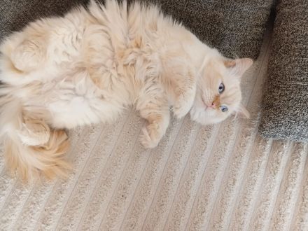 Wunderschöne Kitten