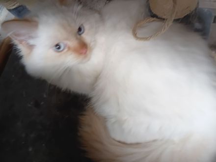 Wunderschöne Kitten