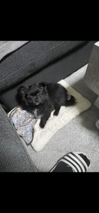 Zu verkaufen ein 4 Monate alter rüde