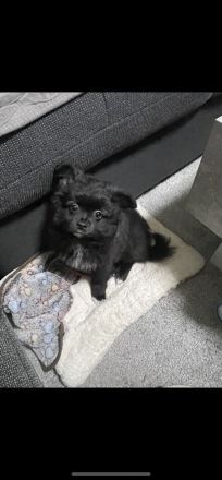 Zu verkaufen ein 4 Monate alter rüde