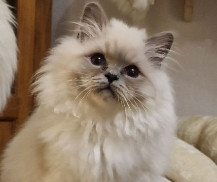 Heilige Birma Kitten mit Stammbaum