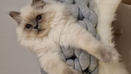 Heilige Birma Kitten mit Stammbaum