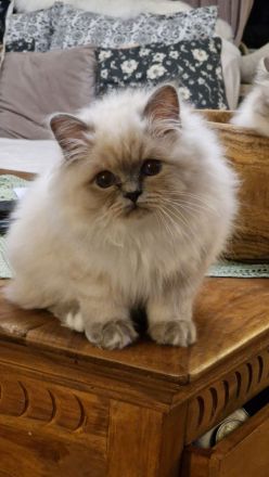 Heilige Birma Kitten mit Stammbaum