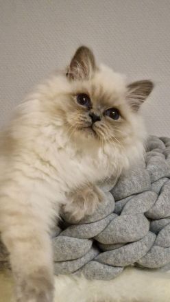 Heilige Birma Kitten mit Stammbaum