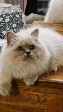 Heilige Birma Kitten mit Stammbaum