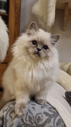 Heilige Birma Kitten mit Stammbaum