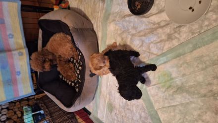 Toy,/zwergpudelchen in schwarz