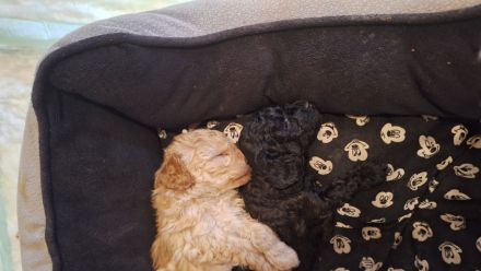 Toy,/zwergpudelchen in schwarz