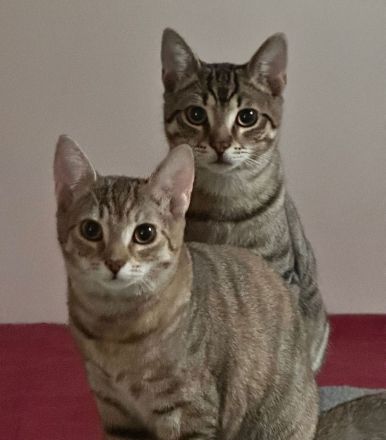 Frieda und Otto - zwei Katzenkinder suchen ein Zuhause