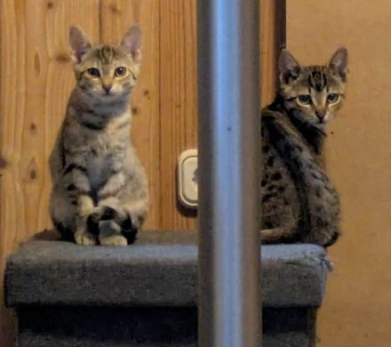 Frieda und Otto - zwei Katzenkinder suchen ein Zuhause