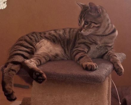 Frieda und Otto - zwei Katzenkinder suchen ein Zuhause