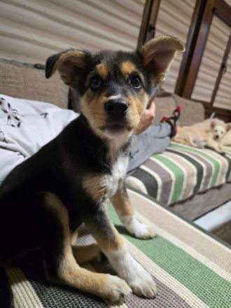 Nala – tolle Begleiterin sucht Zuhause!