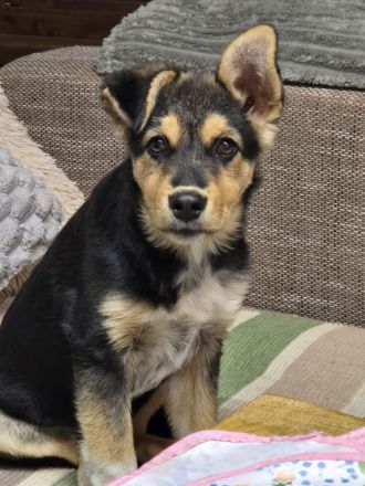 Nala – tolle Begleiterin sucht Zuhause!