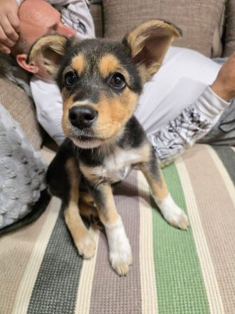 Nala – tolle Begleiterin sucht Zuhause!