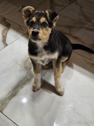 Nala – tolle Begleiterin sucht Zuhause!