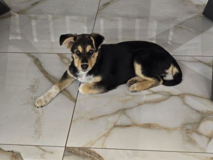 Nala – tolle Begleiterin sucht Zuhause!