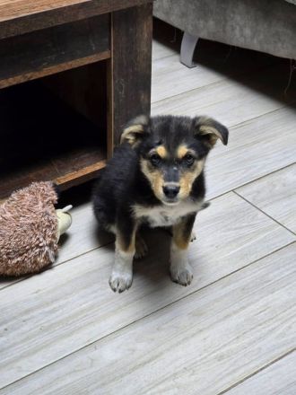 Nala – tolle Begleiterin sucht Zuhause!