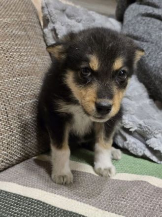 Nala – tolle Begleiterin sucht Zuhause!