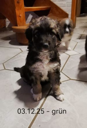 Welpen Leonberger-Collie-Mix