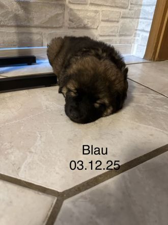 Welpen Leonberger-Collie-Mix