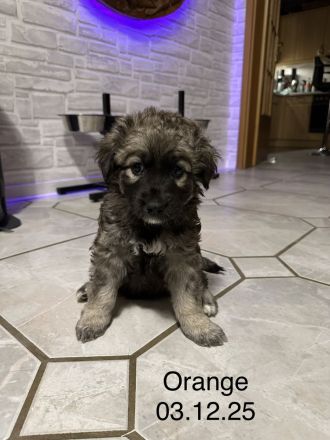 Welpen Leonberger-Collie-Mix