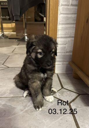 Welpen Leonberger-Collie-Mix