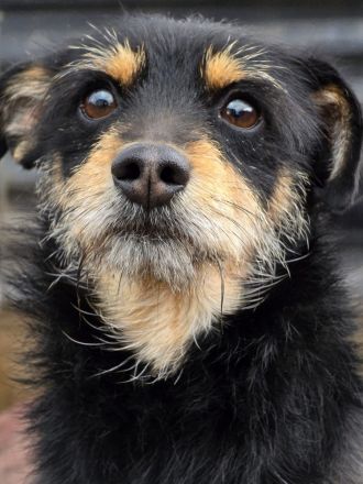 Charlie - Charmanter Terrier-Mix!