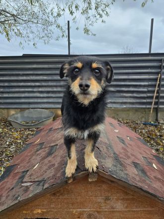 Charlie - Charmanter Terrier-Mix!