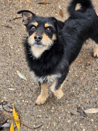 Charlie - Charmanter Terrier-Mix!