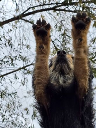 Charlie - Charmanter Terrier-Mix!