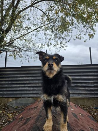 Charlie - Charmanter Terrier-Mix!