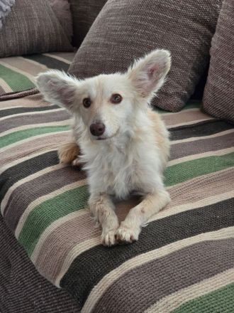 Liska – kleines Unikat sucht großes Glück