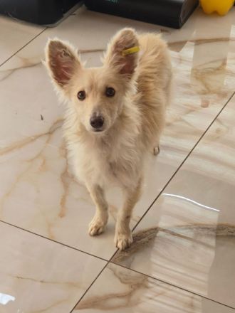 Liska – kleines Unikat sucht großes Glück