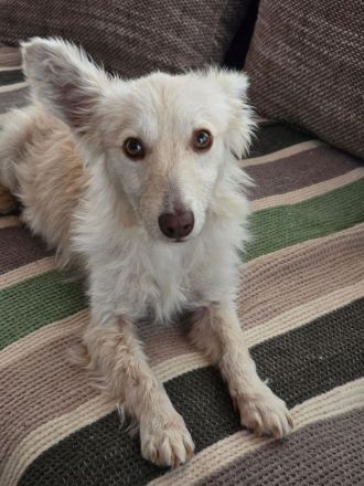 Liska – kleines Unikat sucht großes Glück