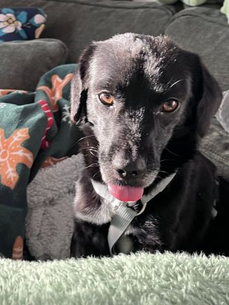 Gobi, klein, freundlich, liebt Menschen , braucht ein kuscheliges Körbchen bei seinen Menschen