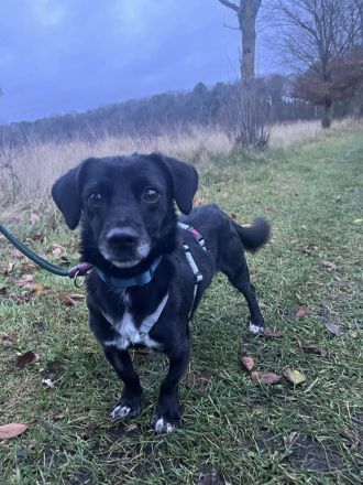 Gobi, klein, freundlich, liebt Menschen , braucht ein kuscheliges Körbchen bei seinen Menschen