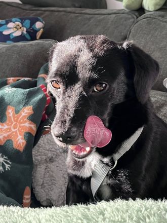 Gobi, klein, freundlich, liebt Menschen , braucht ein kuscheliges Körbchen bei seinen Menschen